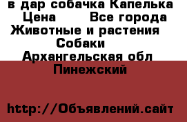 в дар собачка Капелька › Цена ­ 1 - Все города Животные и растения » Собаки   . Архангельская обл.,Пинежский 